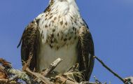 Tiere, Vögel - Greifvögel Fischadler_Pandion haliaetus_Osprey 06.JPG