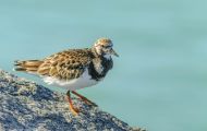 Tiere, Vögel - Regenpfeiferartige Vögel  Steinwälzer_Arenaria interpres_Ruddy Turnstone 04.JPG