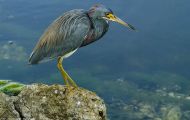 Tiere, Vögel - Ruderfüßer  Dreifarbenreiher_Egretta tricolor_Tricolored Heron 05.JPG