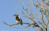 Tiere, Vögel - Spechtvögel  Dunenspecht_Picoides pubescens_Downy Woodpecker 01.JPG