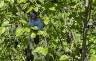 Tiere, Vögel - Sperlingsvögel  Diademhäher_Cyanocitta stelleri_Mountain Jay 04.JPG