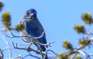 Tiere, Vögel - Sperlingsvögel  Kalifornienhäher_Aphelocoma californica_Western Scrub Jay 04.JPG