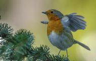 Tiere, Vögel - Sperlingsvögel  Rotkehlchen_Erithacus rubecula_European Robin 01.JPG