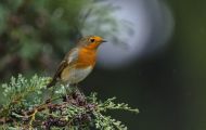 Tiere, Vögel - Sperlingsvögel  Rotkehlchen_Erithacus rubecula_European Robin 02.JPG