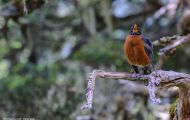 Tiere, Vögel - Sperlingsvögel  Wanderdrossel_Turdus migratorius_American Robin 08.JPG