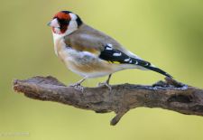 Gefiederte Freunde - Unsere heimischen Gartenvögel - Stieglitz