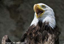 Alaskas Tierwelt - Artenvielfalt im hohen Norden - Weißkopfseeadler.JPG