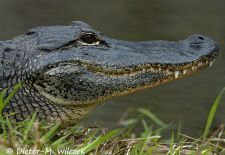 Floridas Tierwelt - Alligator.JPG