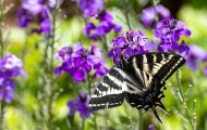 Fluginsekten, Neuflügler - Schmetterlinge  Schwalbenschwanz Schmetterling_Papilio machaon_Swallowtail 06.JPG