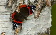Fluginsekten, Neuflügler - Schmetterlinge Roter Admiral_Vanessa atalanta_Red Admiral 08.JPG