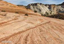 Impressionen vom Nationalpark Zion - Interessante Sandsteinstrukturen entlang der Trails.JPG