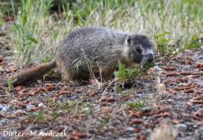 Murmeltiere in Nordamerika - Gelbbauchmurmeltier, Banff, Alberta, Kanada.JPG