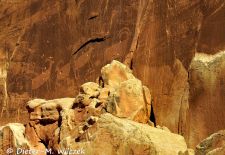 Nachrichten auf Stein im Westen der USA - Petroglyph Panel, Capitol Reef NP.JPG