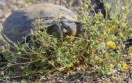 Reptilien, Schildkröten - Kalifornische Wüstenschildkröte_Gopherus agassizii_ Desert Tortoise 04.JPG
