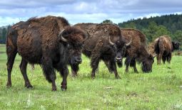 Tatonka - Der nordamerikanische Bison - Grasende Bisons im Custer State Park.JPG
