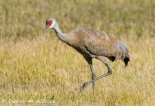 Tiere der Great Plains - Kanadakranich.JPG