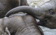 Tiere, Säugetiere - Elefanten  Asiatischer Elefant_Elephas maximus_Asian Elephant 07.JPG