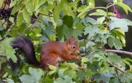 Tiere, Säugetiere - Nagetiere  Europäisches Eichhörnchen_Sciurus vulgaris_Eurasian Red Squirrel 10.JPG