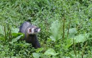 Tiere, Säugetiere - Raubtiere  Frettchen_Mustela putorius furo_Ferret 02.JPG
