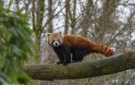 Tiere, Säugetiere - Raubtiere  Kleiner Panda_Ailurus Fulgens_Red Panda 02.JPG