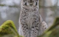 Tiere, Säugetiere - Raubtiere  Luchs_Lynx lynx_Lynx 09.JPG