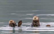 Tiere, Säugetiere - Raubtiere  Seeotter_Enhydra lutris_Sea Otter 01.JPG