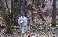 Tiere, Säugetiere - Raubtiere  Wolf_Canis lupus_Gray Wolf 05.JPG