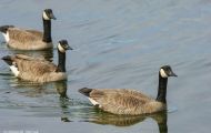 Tiere, Vögel - Gänsevögel  Kanadagans_Branta canadensis_Canada Goose 12.JPG