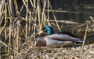 Tiere, Vögel - Gänsevögel  Stockente_Anas platyrhynchos_Mallard 13.JPG