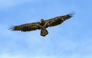 Tiere, Vögel - Greifvögel Steinadler_Aquila chrysaetos_Golden Eagle 04.JPG
