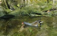 Tiere, Vögel - Kranichvögel  Teichralle_Gallinula chloropus_Common Moorhen 02.JPG