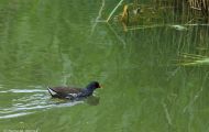 Tiere, Vögel - Kranichvögel  Teichralle_Gallinula chloropus_Common Moorhen 04.JPG