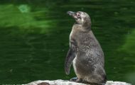 Tiere, Vögel - Pinguine  Humboldtpinguin_Spheniscus humboldti_Peruvian Penguin 01.JPG