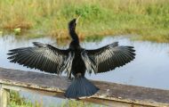 Tiere, Vögel - Ruderfüßer  Amerikanischer Schlangenhalsvogel_Anhinga anhinga_Anhinga 01.JPG
