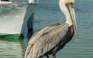 Tiere, Vögel - Ruderfüßer  Braunpelikan_Pelicanus occidentalis_Brown Pelican 02.JPG