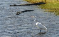 Tiere, Vögel - Ruderfüßer  Kanadareiher_Ardea herodias_Great White Heron 01.JPG