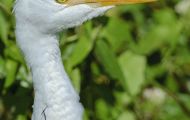 Tiere, Vögel - Ruderfüßer  Kuhreiher_Bubulcus ibis _Cattle Egret 03.JPG