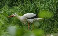 Tiere, Vögel - Schreit- und Storchenvögel  Weißstorch_Ciconia Ciconia_White Stork 02.JPG