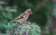 Tiere, Vögel - Sperlingsvögel  Buchfink_Fringilla coelebs_Chaffinch 02.JPG