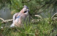 Tiere, Vögel - Sperlingsvögel  Eichelhäher_Garrulus glandarius_ Eurasian Jay 02.JPG