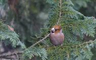 Tiere, Vögel - Sperlingsvögel  Kernbeißer_Coccothraustes coccothraustes_Hawfinch 02.JPG
