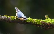 Tiere, Vögel - Sperlingsvögel  Kleiber_Sitta europaea_European Nuthatch 01.JPG