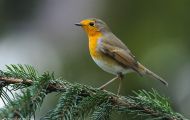 Tiere, Vögel - Sperlingsvögel  Rotkehlchen_Erithacus rubecula_European Robin 03.JPG