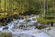 Die Ramsauer Ache auf ihrem Weg durch den Zauberwald