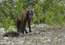 Alaska - Lockruf der Wildnis - Polarfuchs mit Beute.JPG