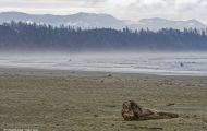 British Columbia, Vancouver Island - Pacific Rim National Park & Preserve  Long Beach 03.JPG