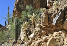Flora und Fauna der Sonora Wüste - Kakteen-Landschaft, Tucson Region.JPG