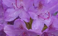 Gärten & Parks - Staudenpflanzen Rhododendron mit hellvioletten Blüten 5.JPG
