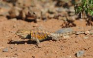 Reptilien, Echsen - Wüstenstachelleguan_Sceloporus occidentalis_Western Fence Lizzard 05.JPG