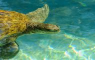 Reptilien, Schildkröten - Unechte Karettschildkröte_Caretta caretta_Loggerhead Turtle 01.JPG